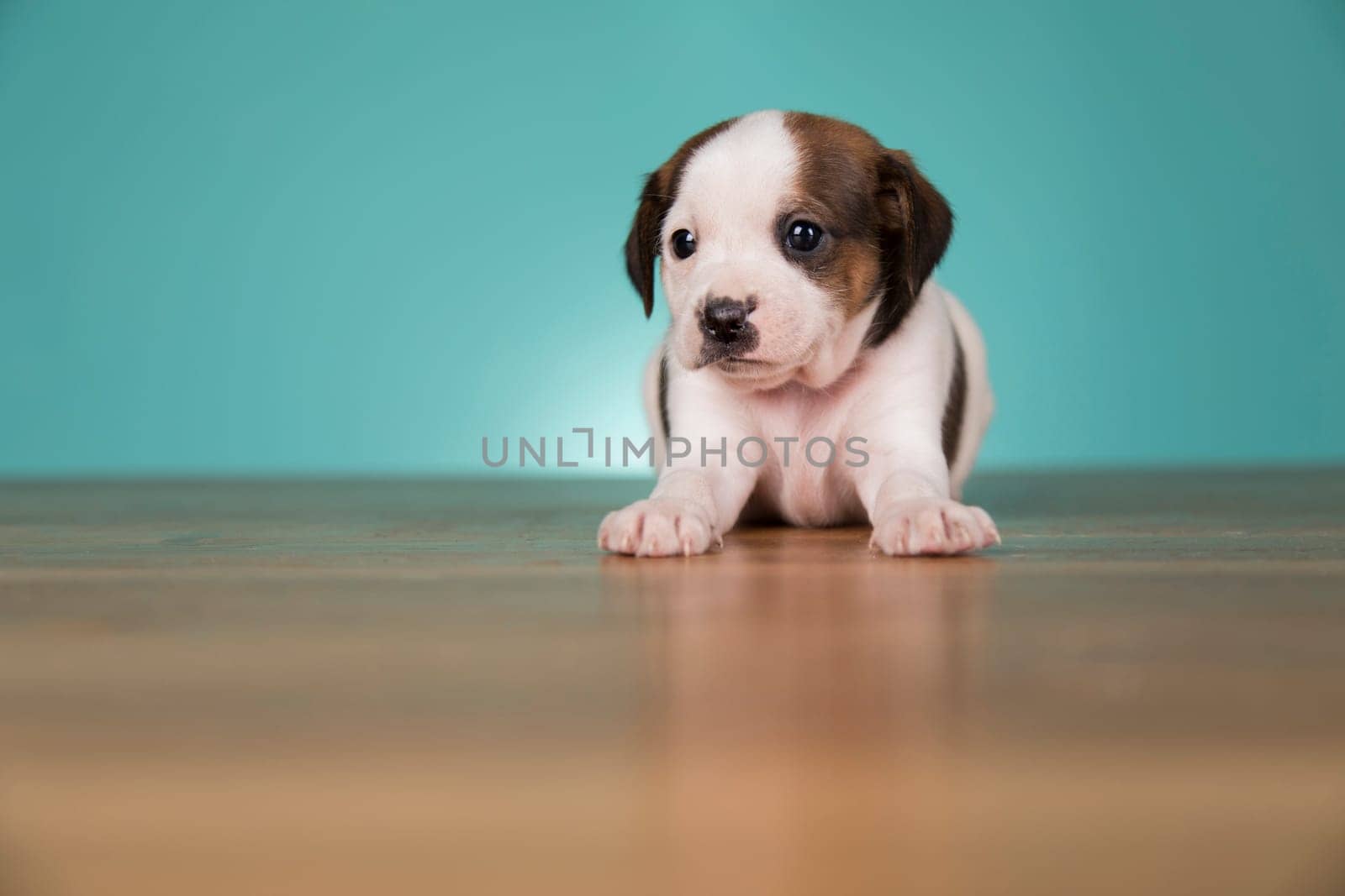 Cute puppy dog, animals concept