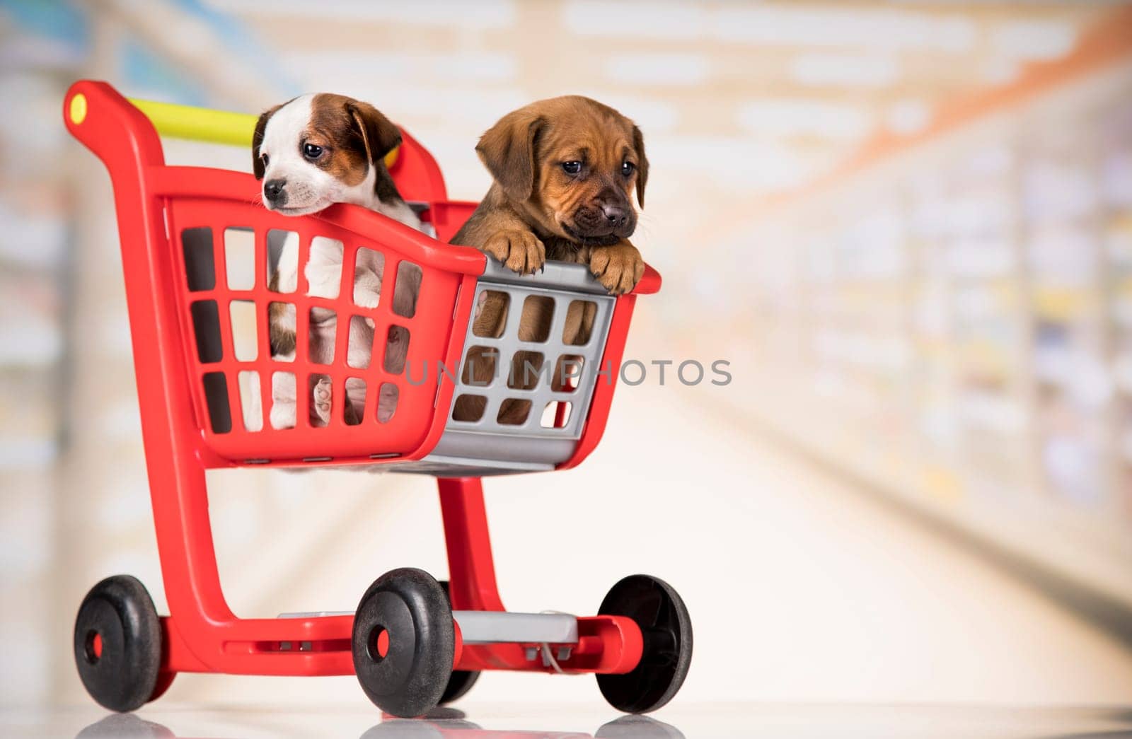 Cute doggies in a shopping cart