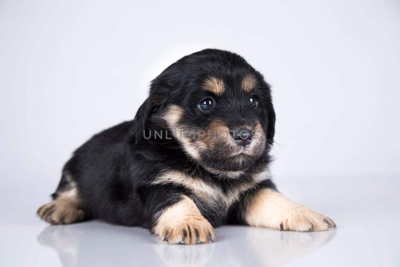 A small dog on a white background