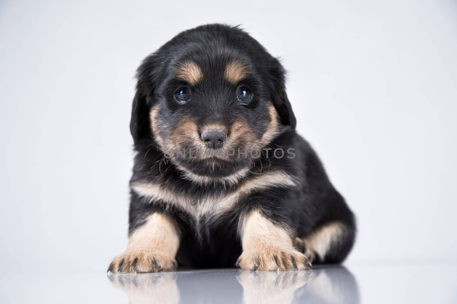 Little dog on a white background
