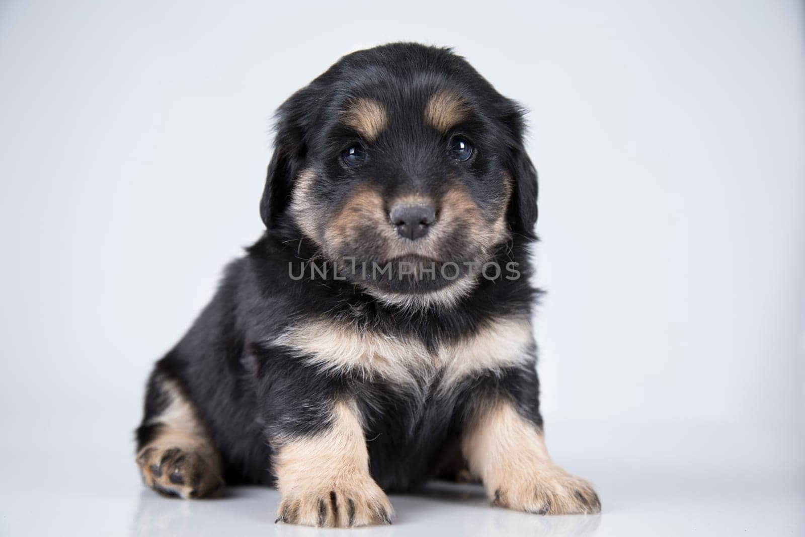 Little dog on a white background