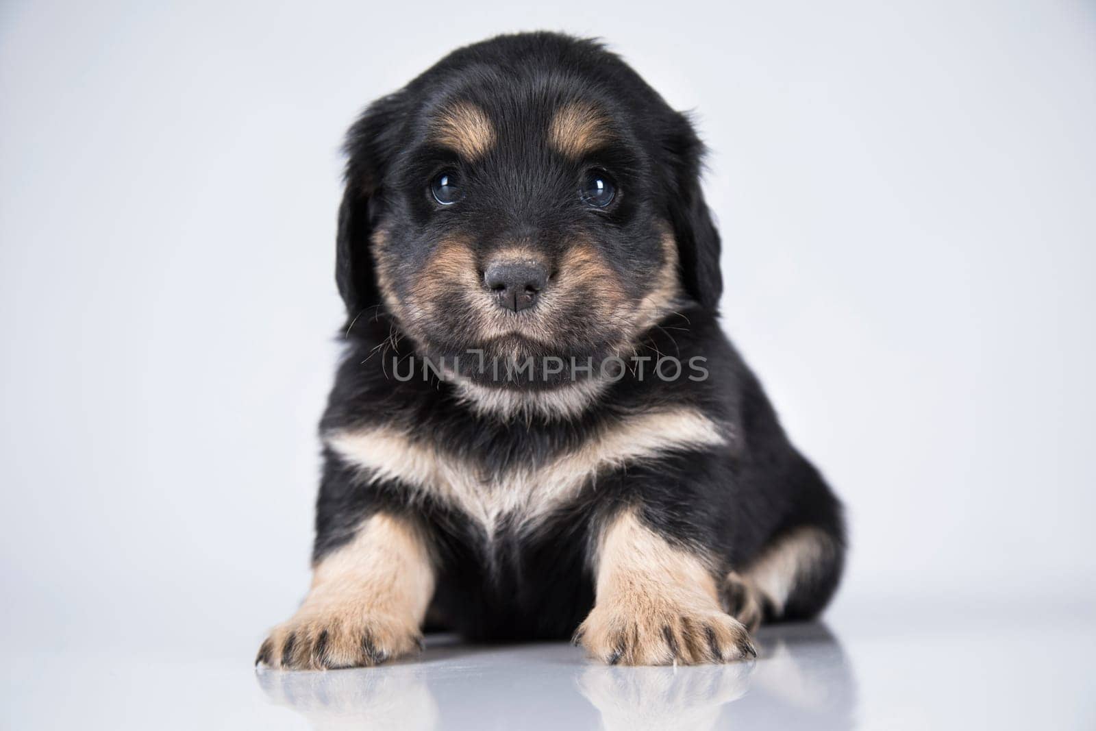 Pet, dog puppy animals concept