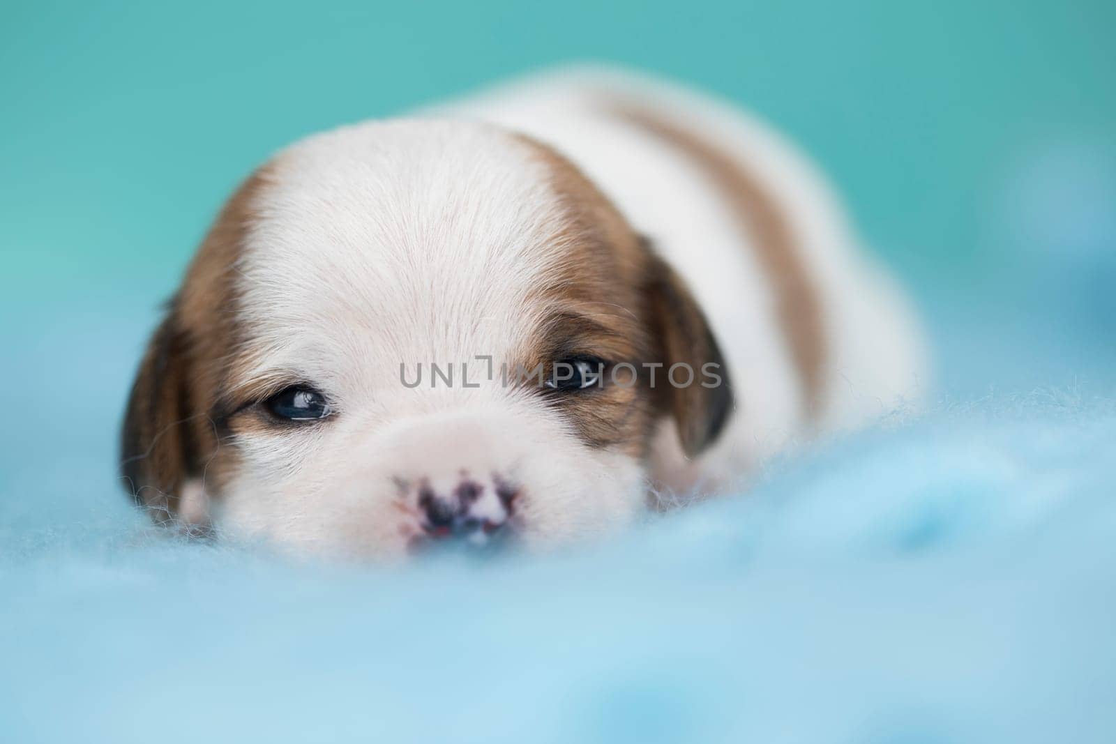 Little dog sleeps on a blanket