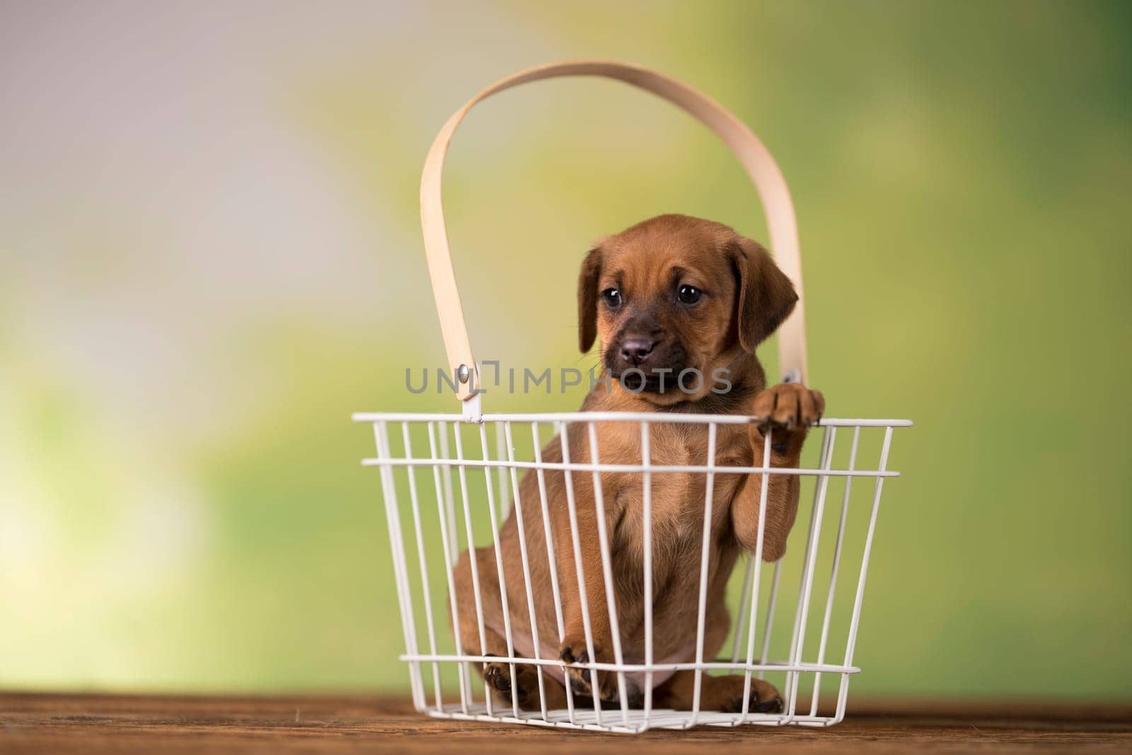 Pet, Little puppy dog, animals concept