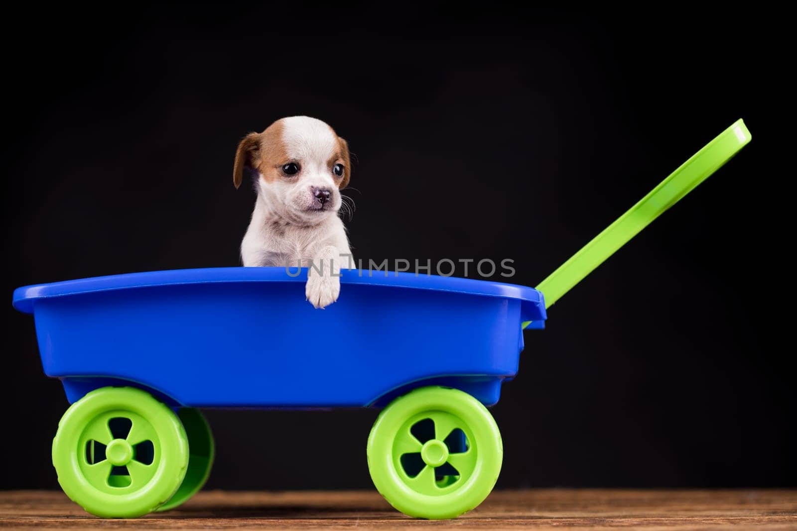 Little dog in a toy wagon