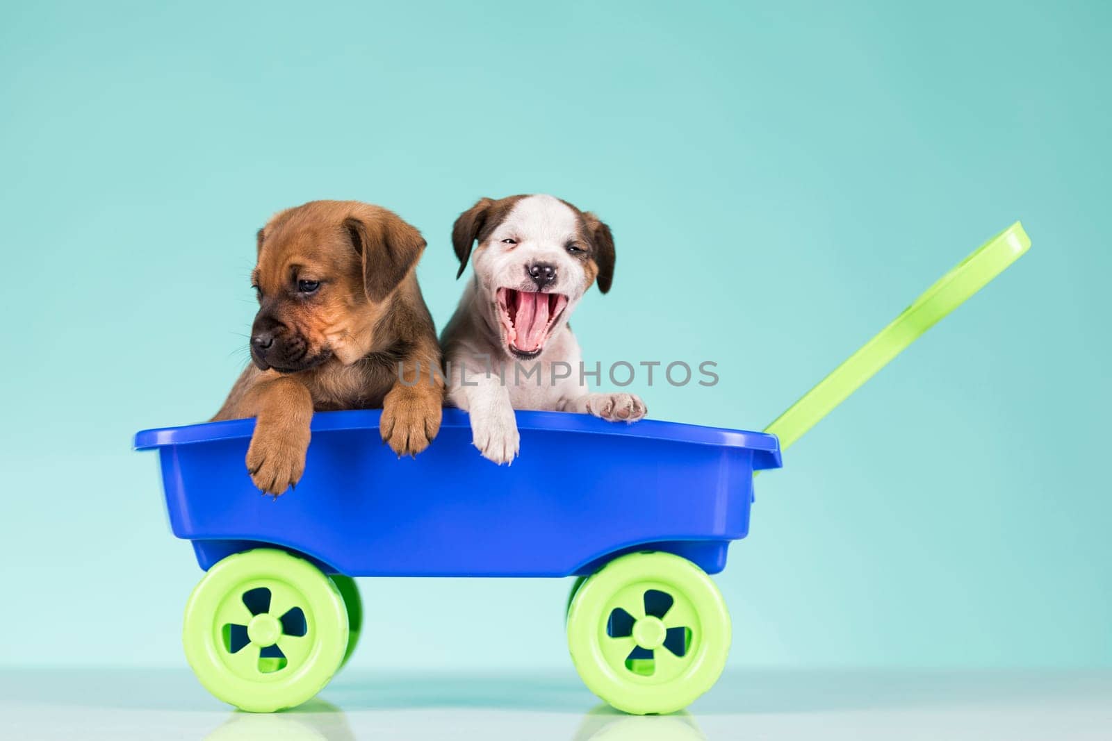Beautiful little puppies in a toy wagon