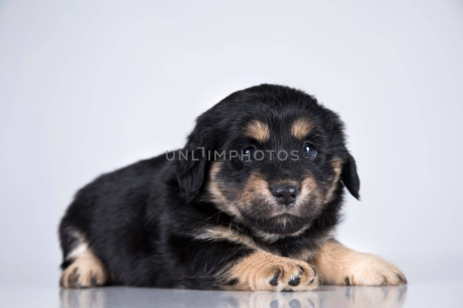 Little dog on a white background