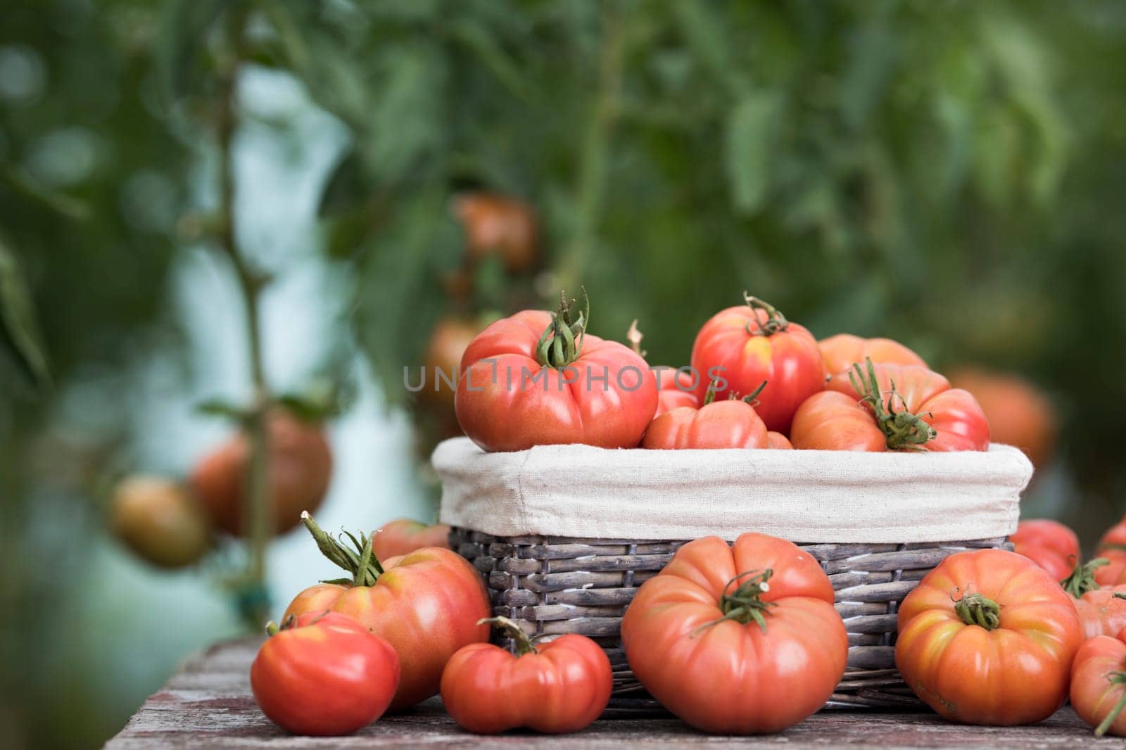 Tomatoes vegetable garden, organic products