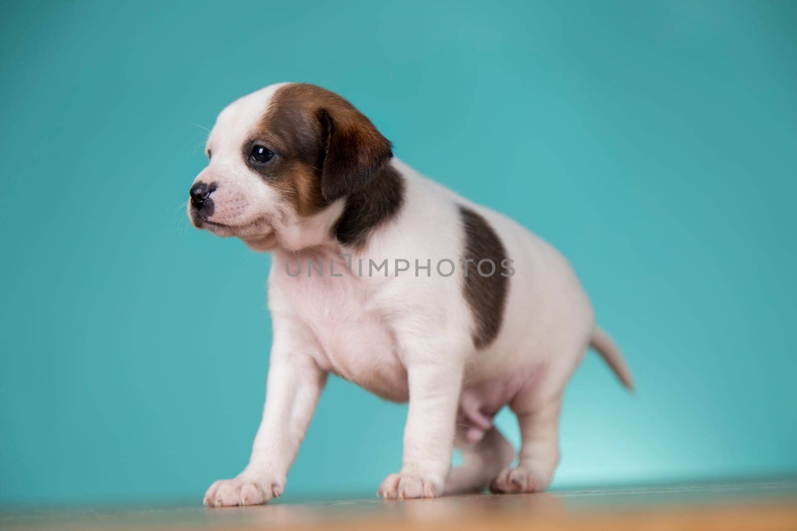 Cute puppy dog, animals concept