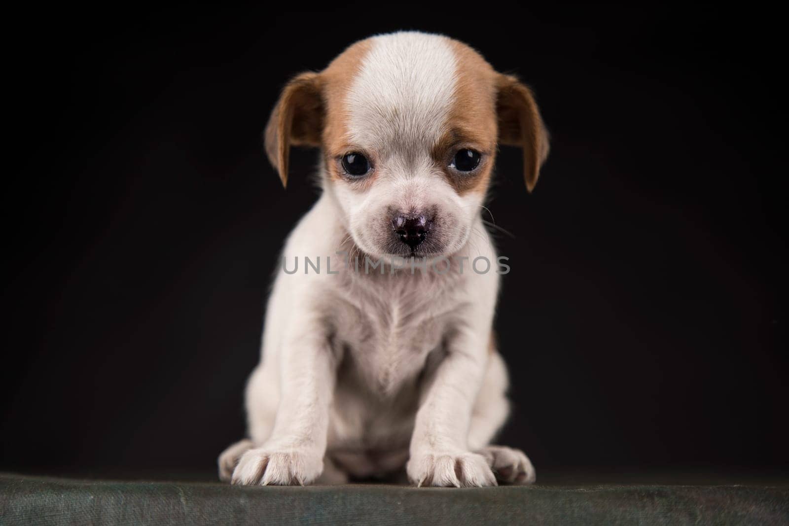 Dog on a black background