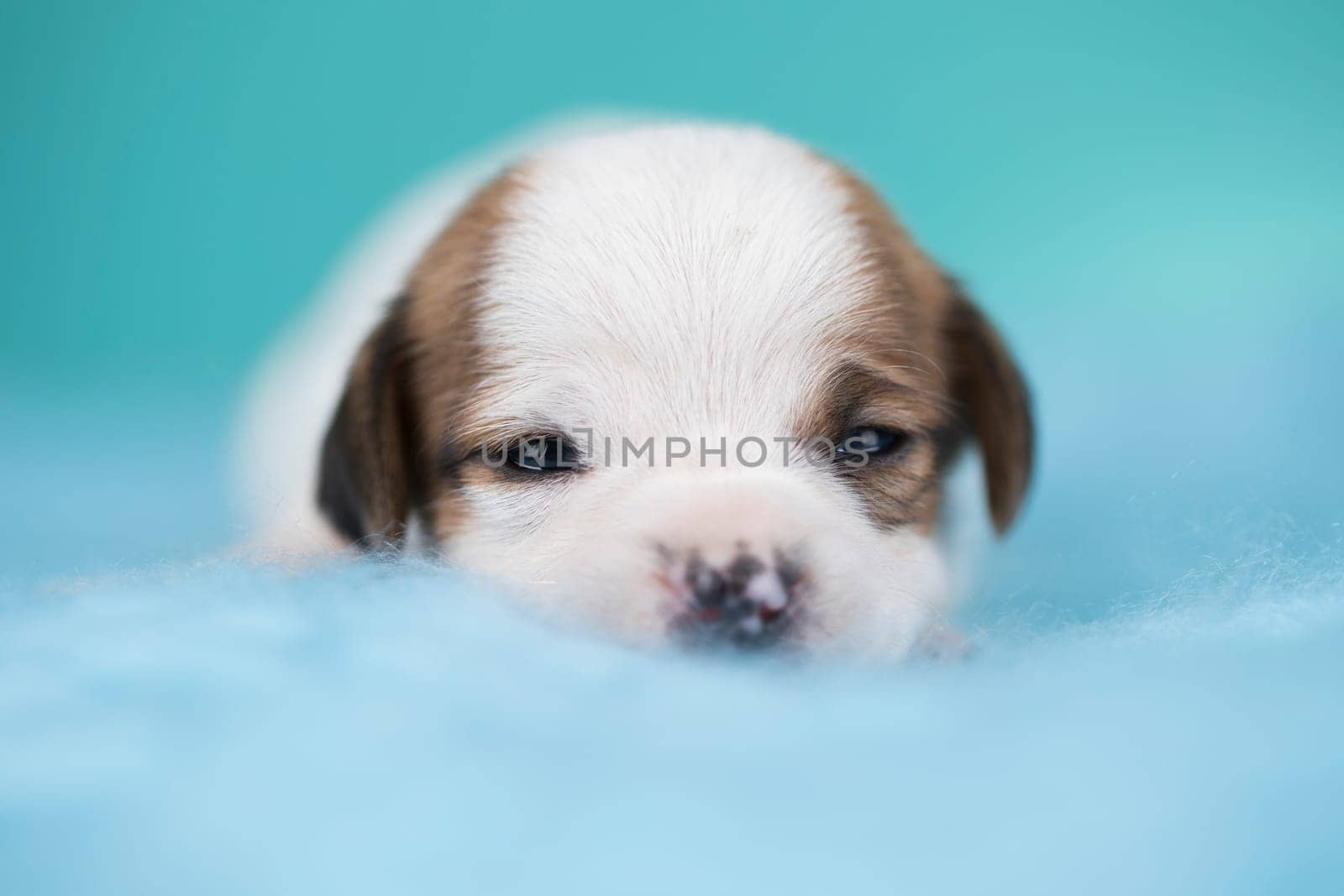 Little dog sleeps on a blanket