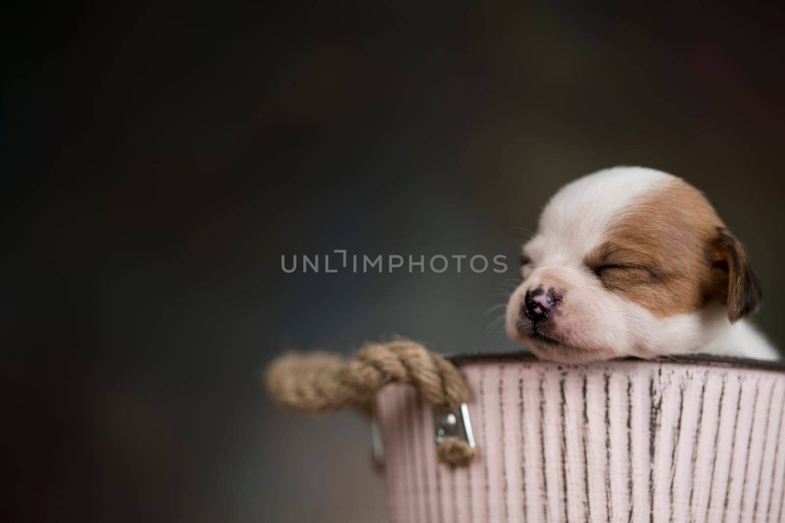 A small dog in a metal bucket