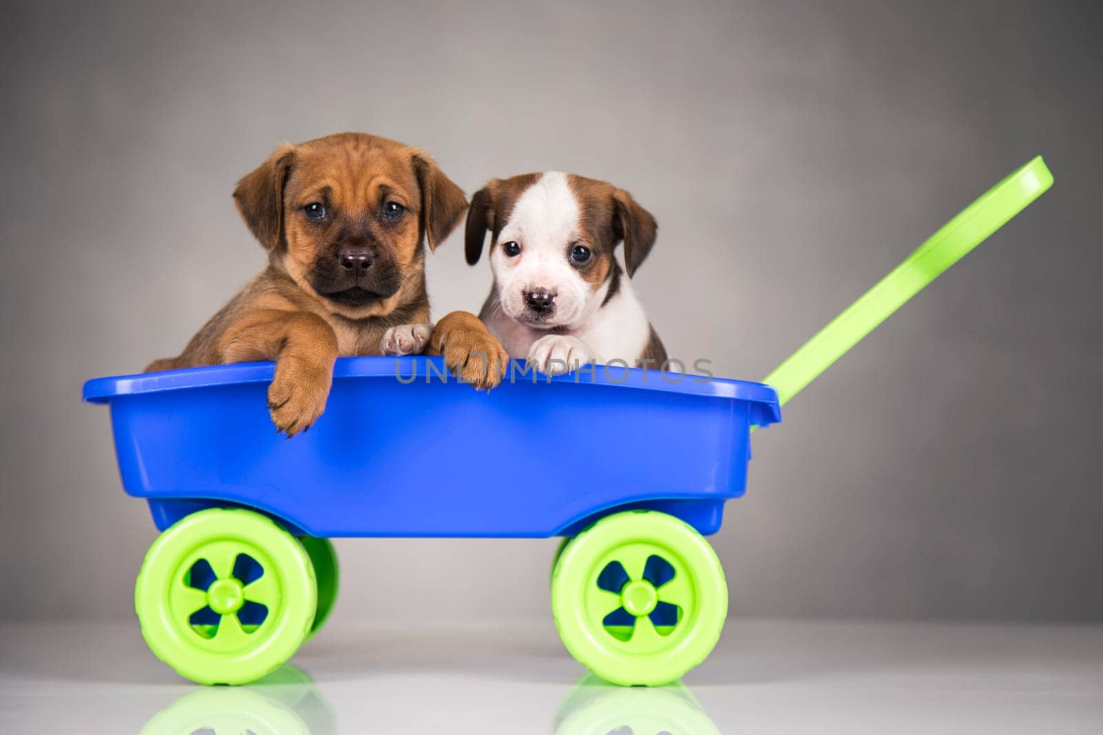 Cute doggies in a toy wagon