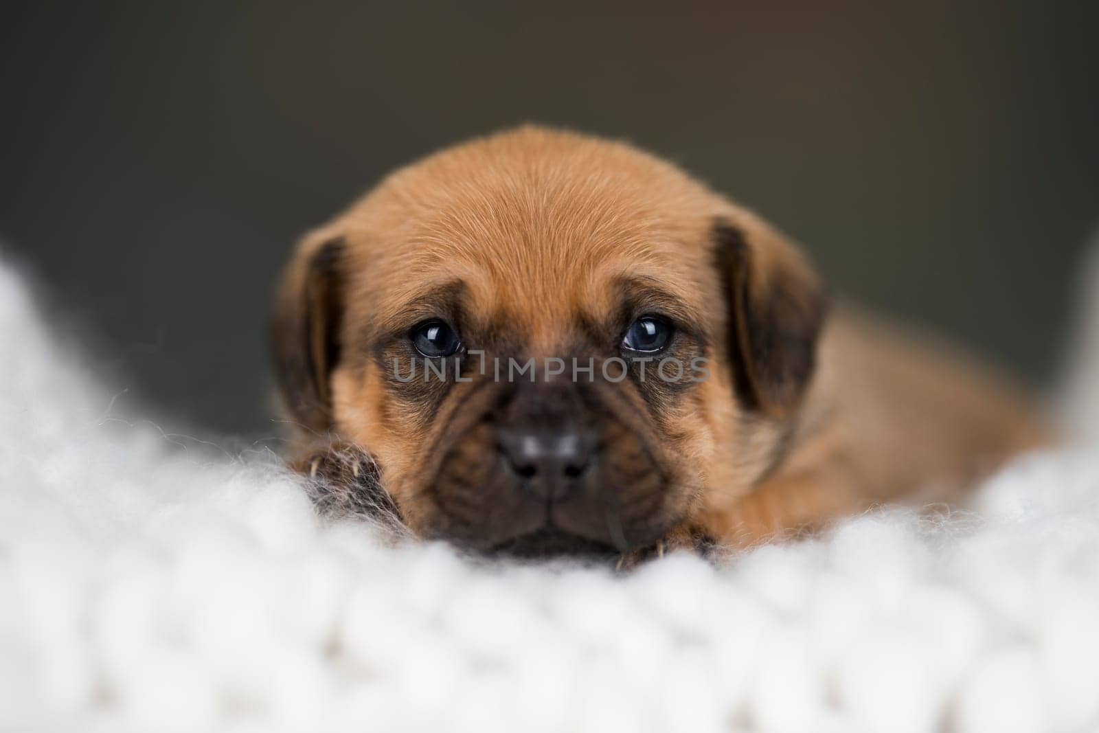 Little puppy breed is sleeping