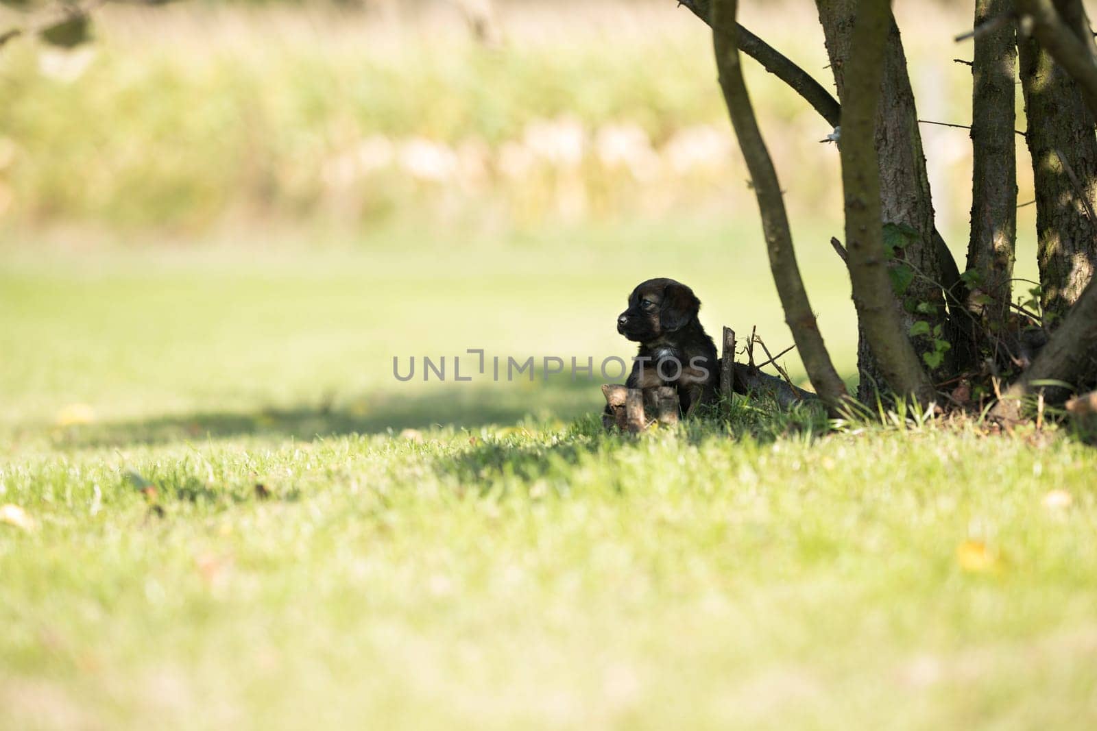 A small dog on the grass background