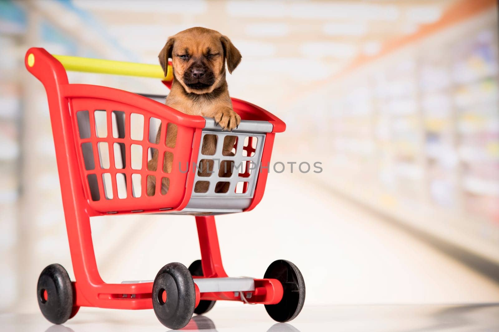 Dog in a shopping cart