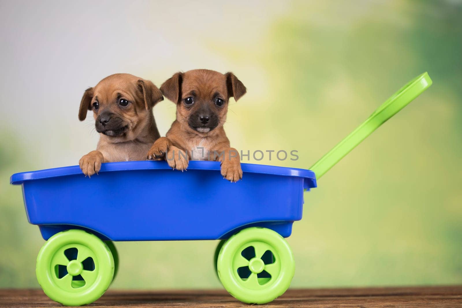 Beautiful little puppies in a toy wagon