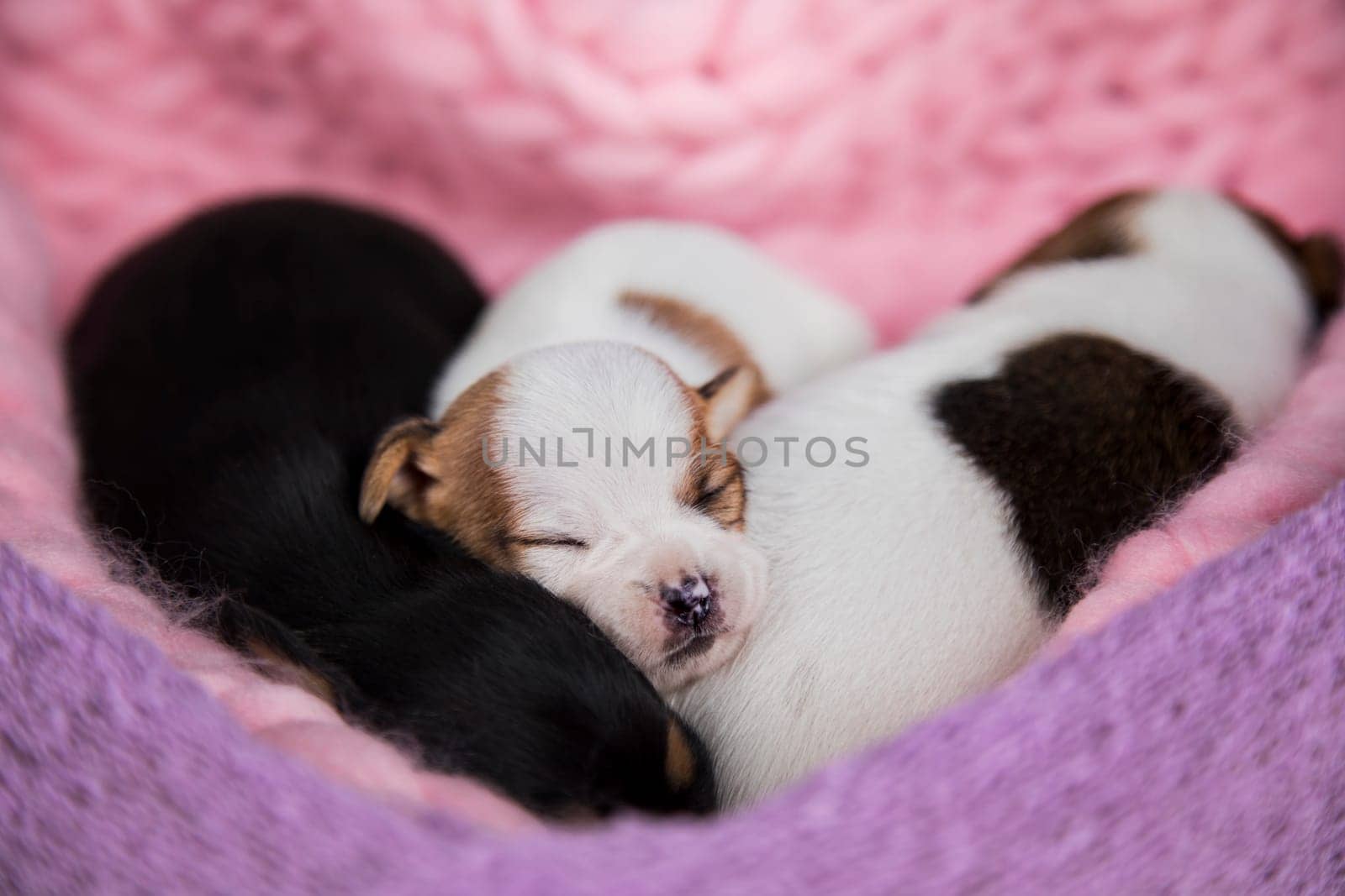 Love, Puppies dog sleeps on a blanket