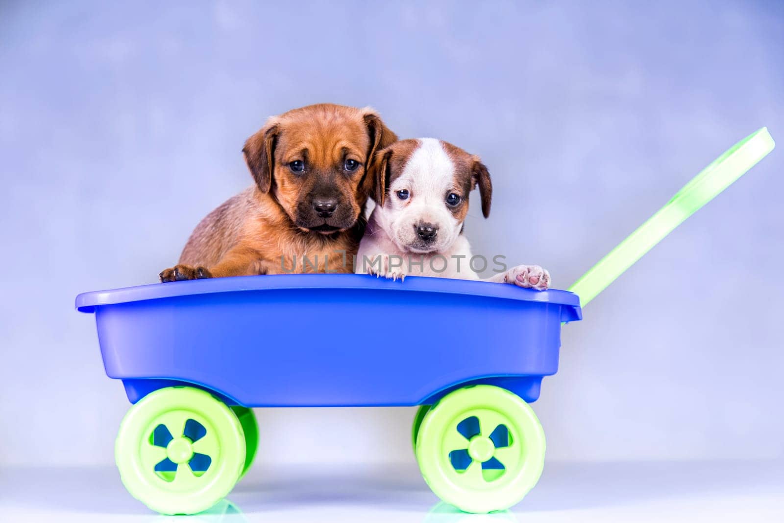 Cute doggies in a toy wagon