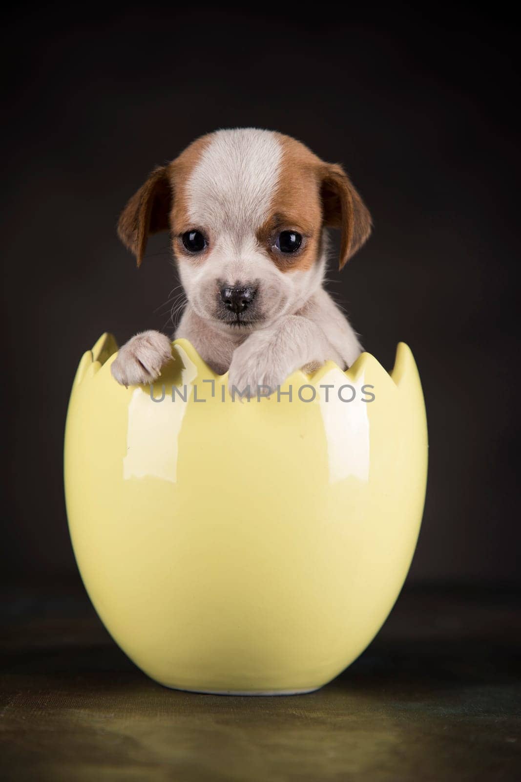 Little dog in an Easter egg