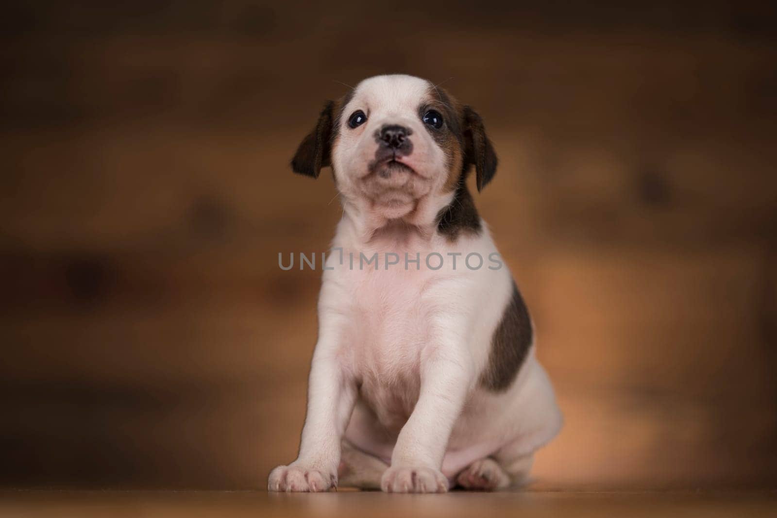 Dog on a wooden background