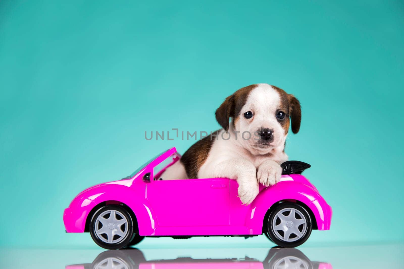 Puppy in a pink car