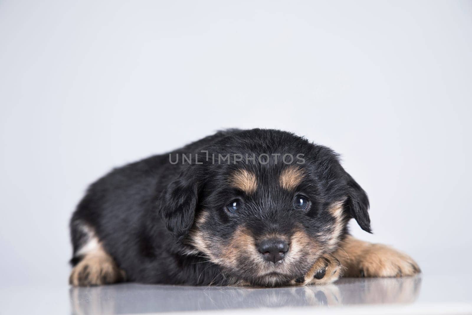 A small dog on a white background