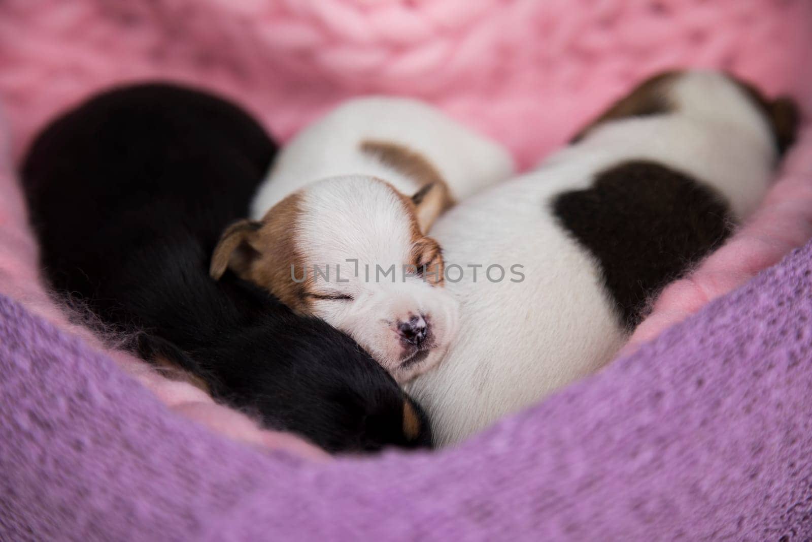 Love, Puppies dog sleeps on a blanket