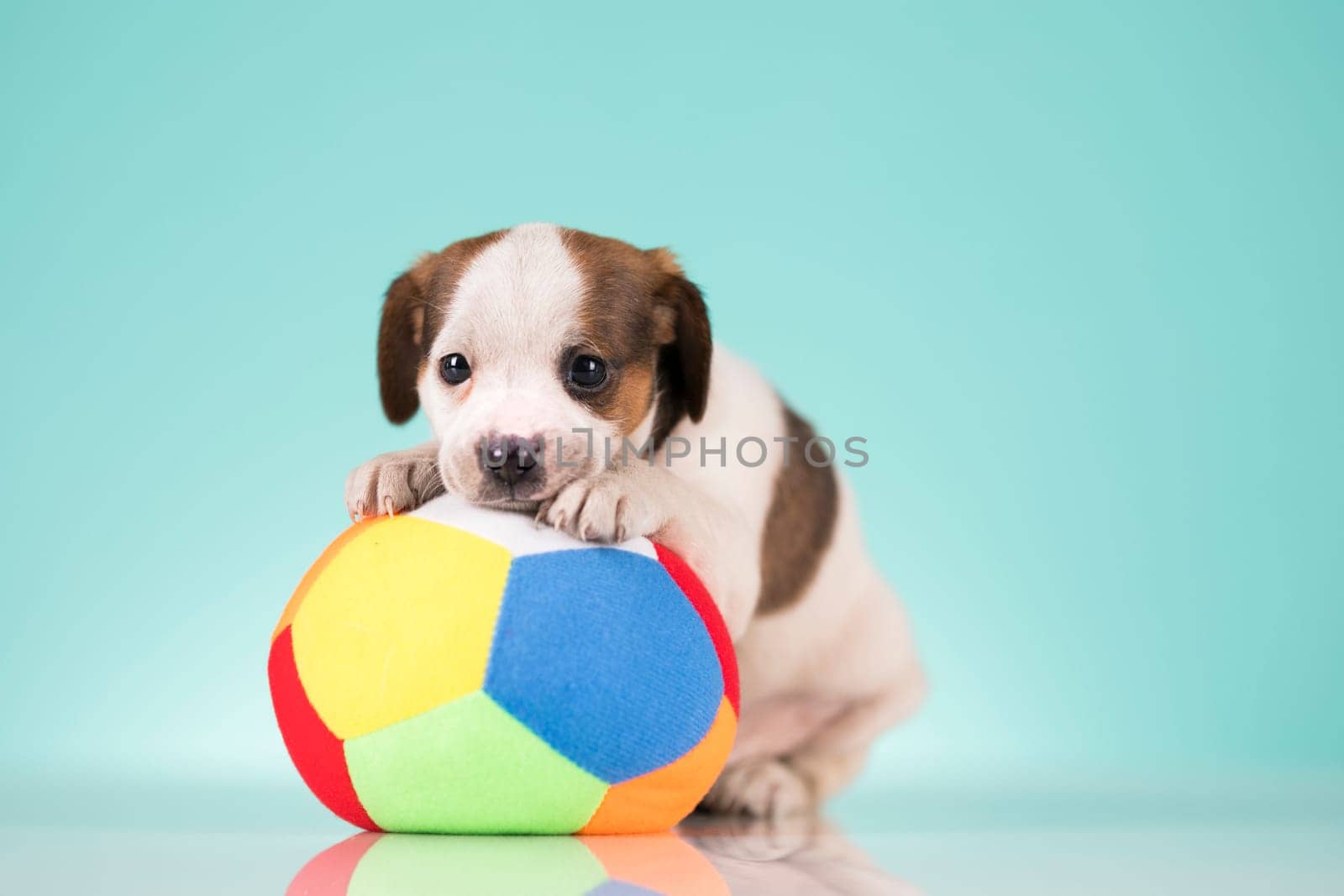 A happy puppy is playing with a ball