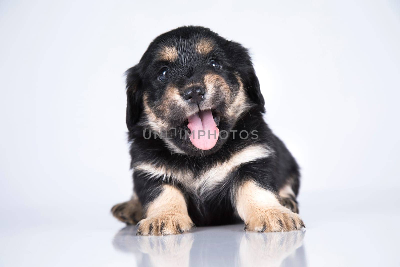Little dog on a white background