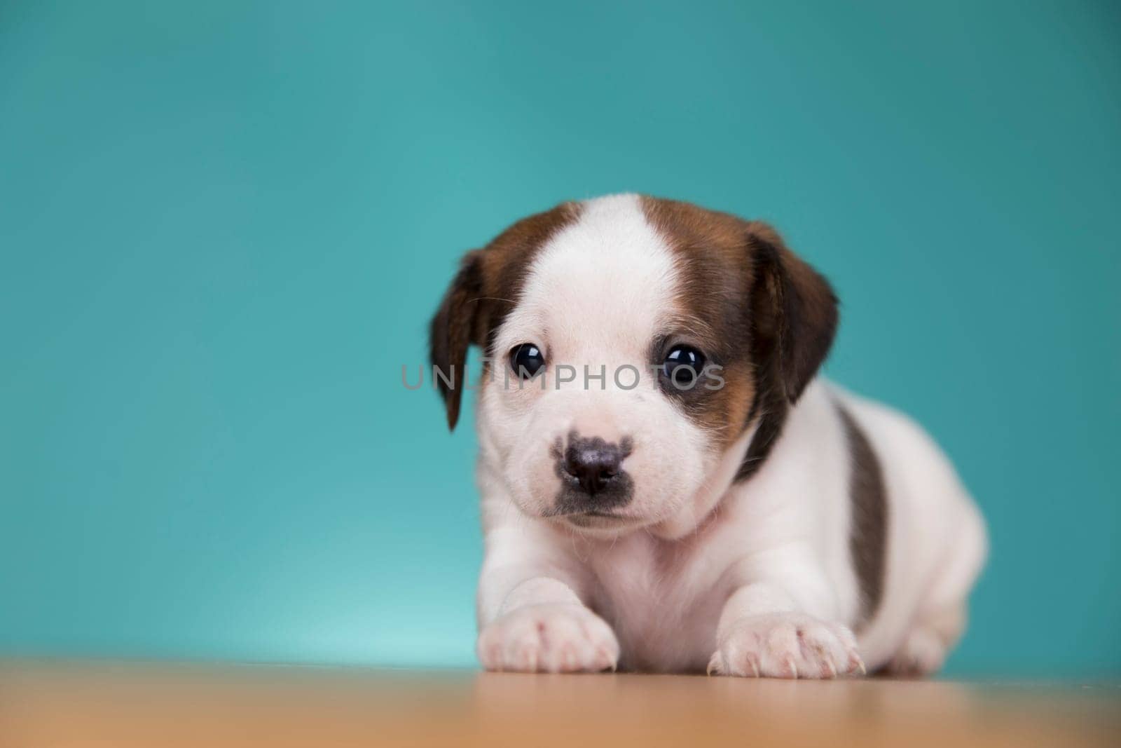 Cute puppy dog, animals concept