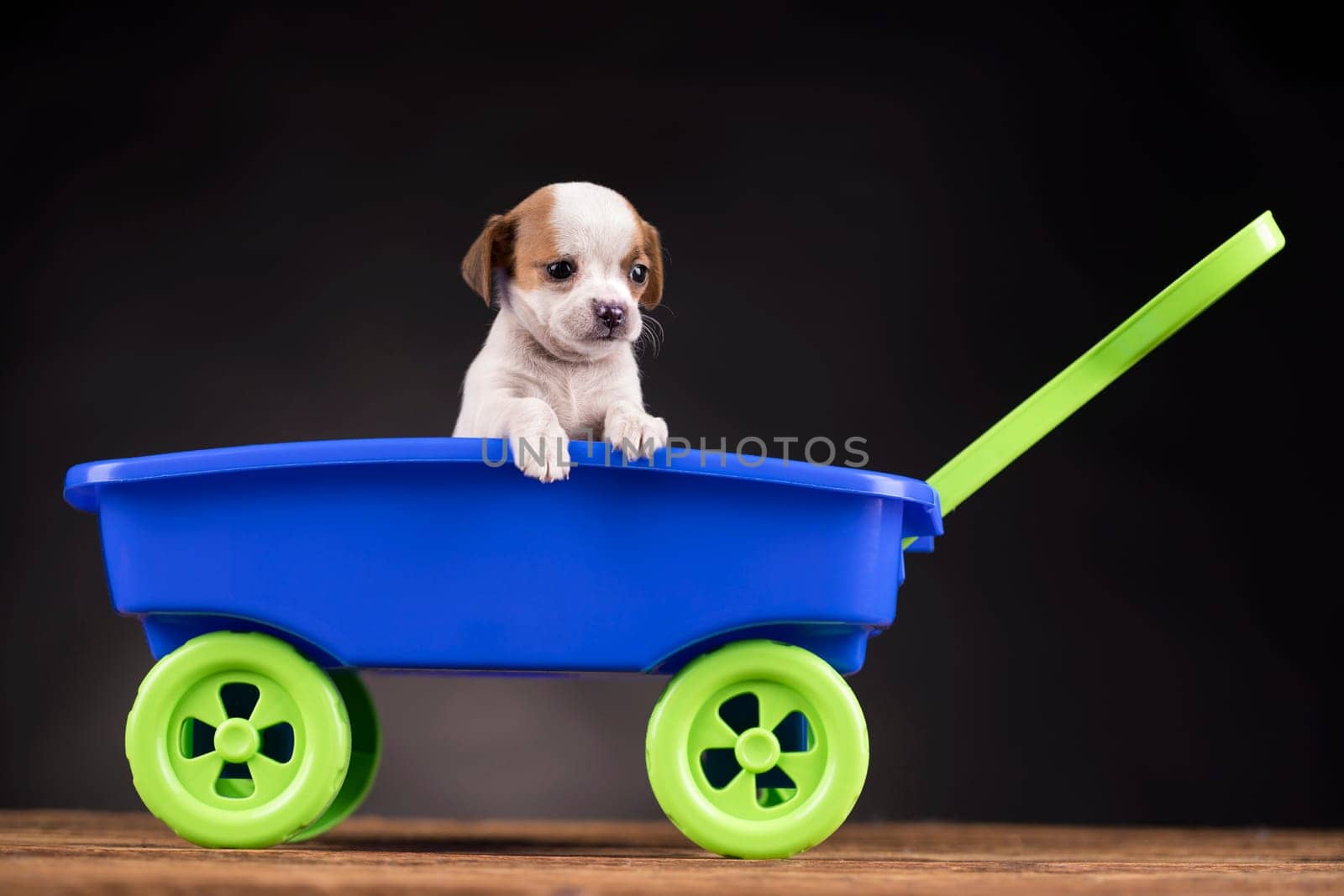 Little cute dog in a toy car