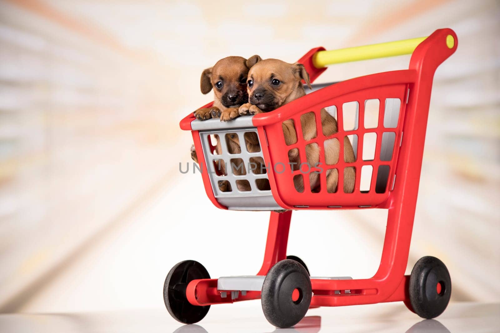 Cute doggies in a shopping cart