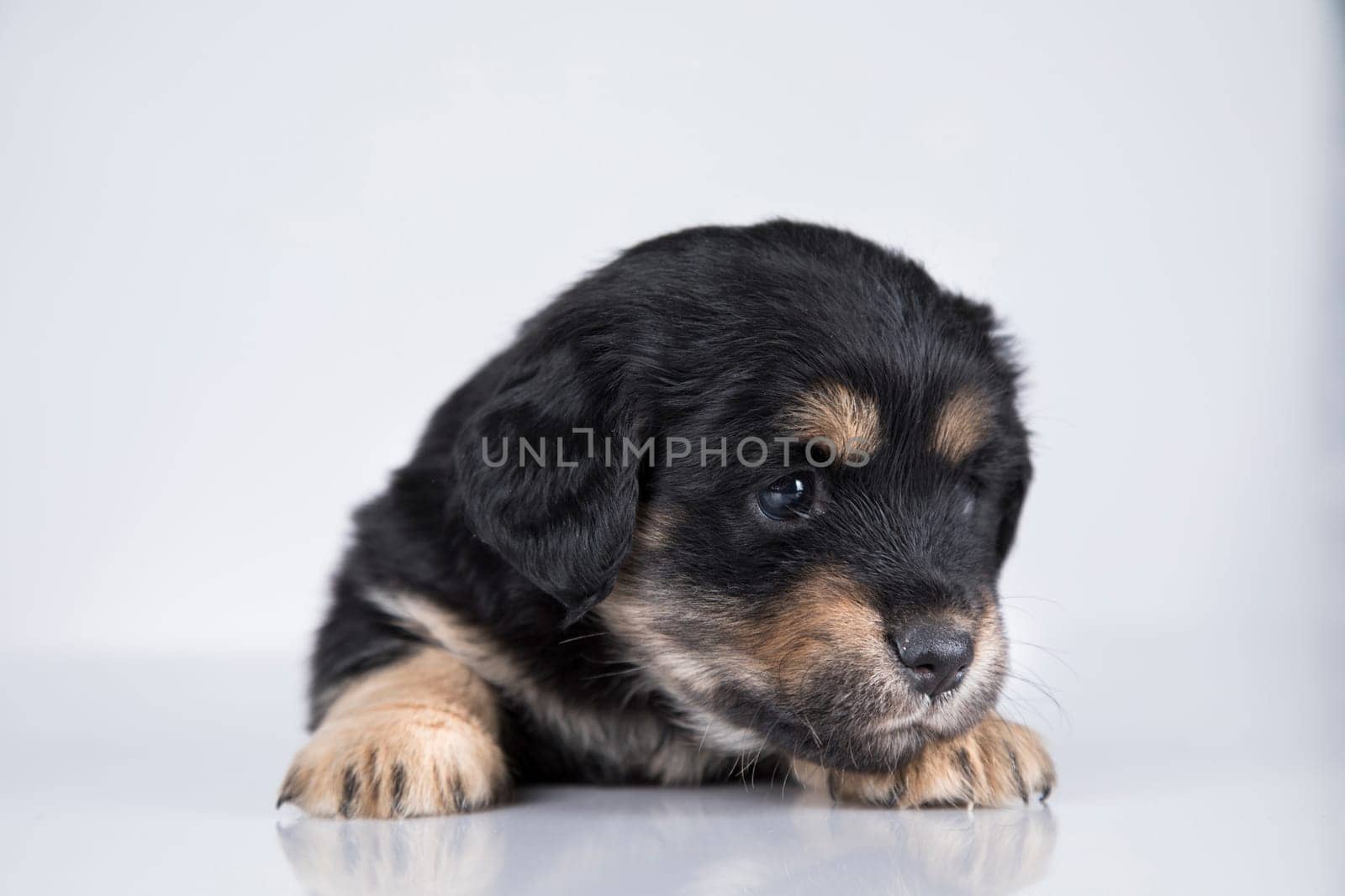 Little dog on a white background