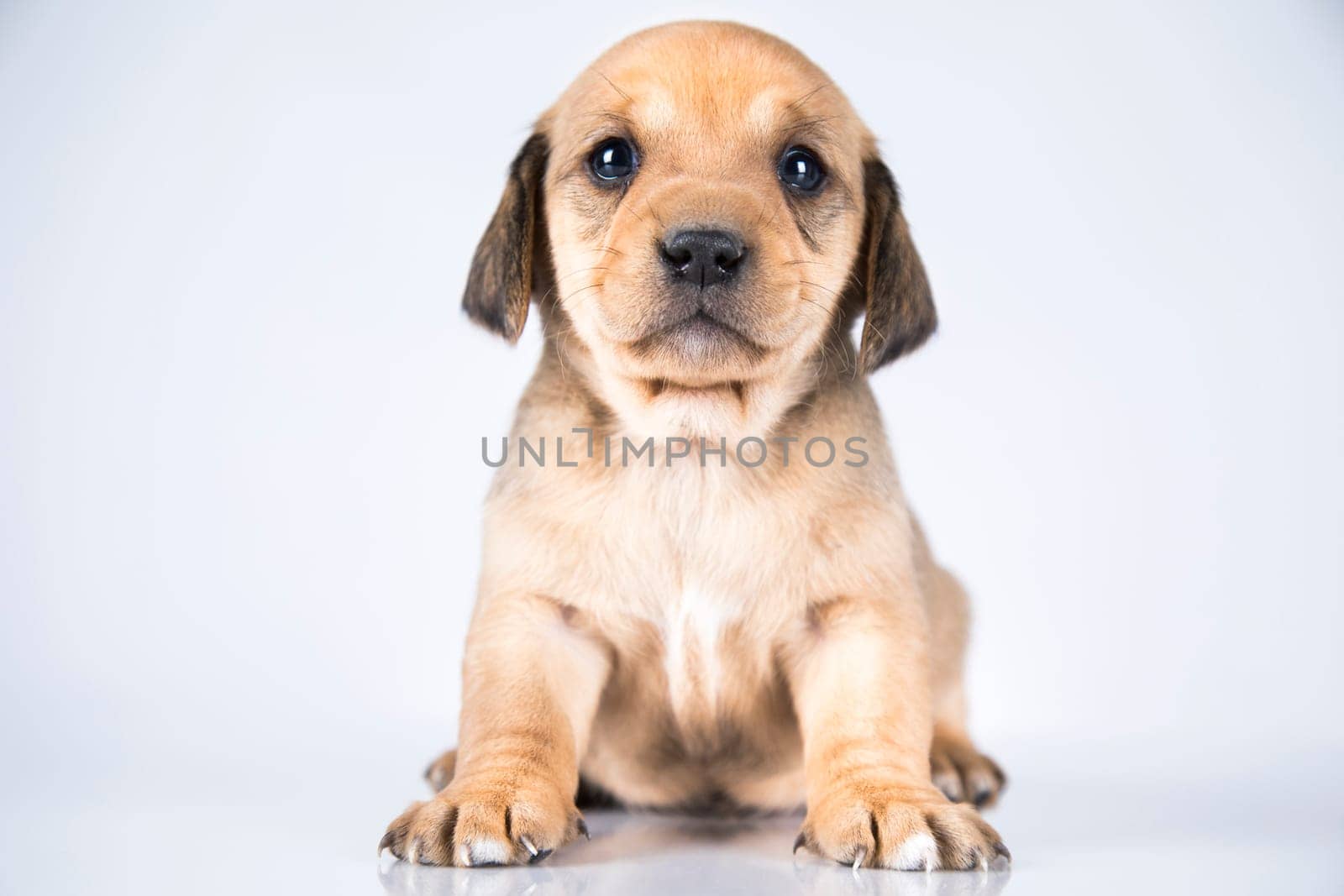 A small dog on a white background