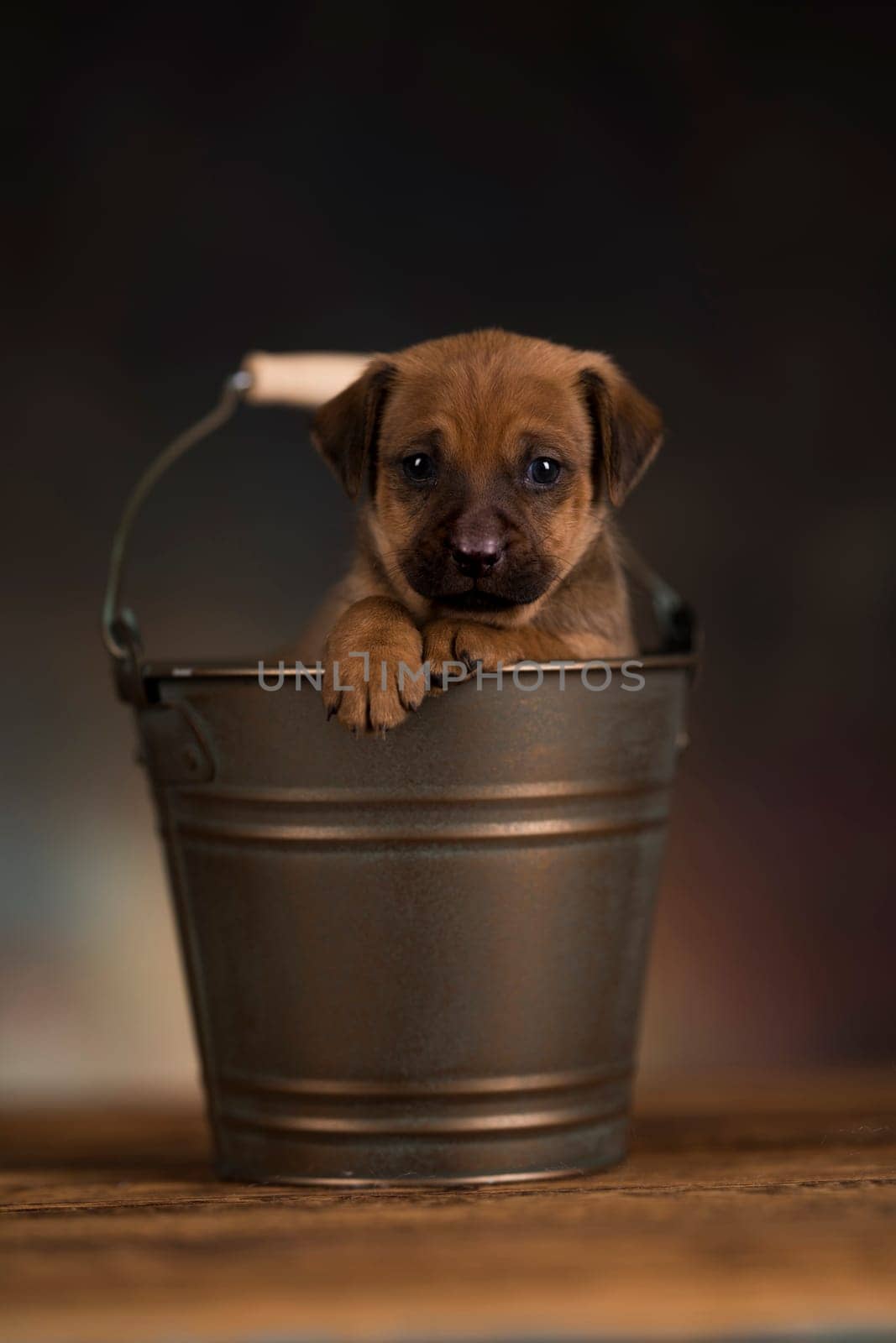 Dog in a metal bucket