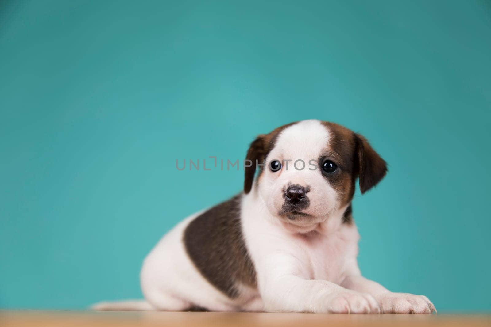 Little puppy dogs, animals concept