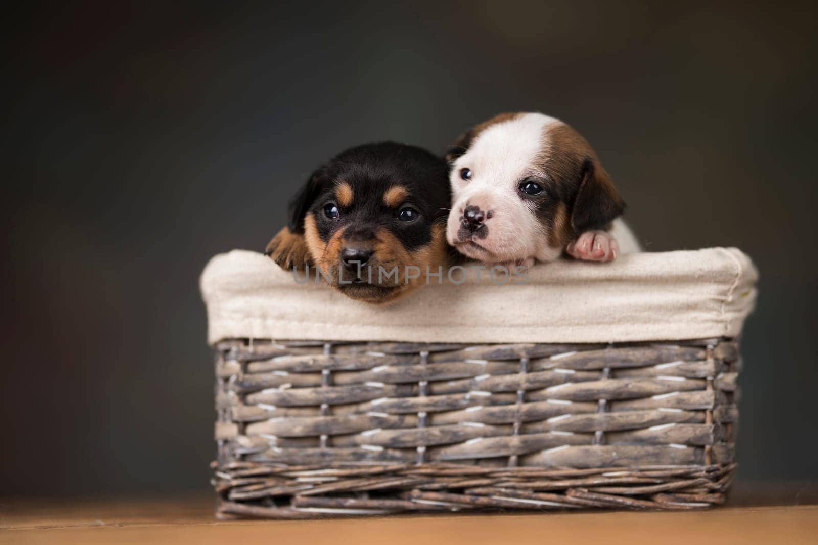 Small puppies in a wicker basket