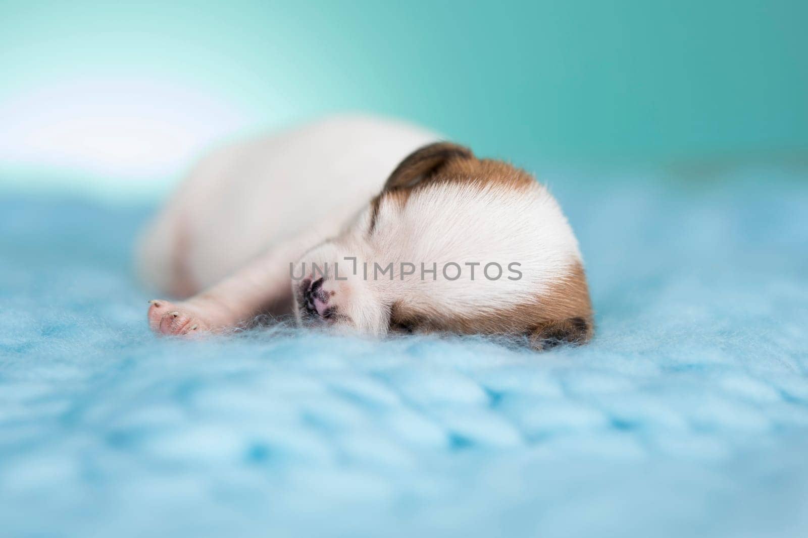 Little cute puppies are sleeping on a blanket