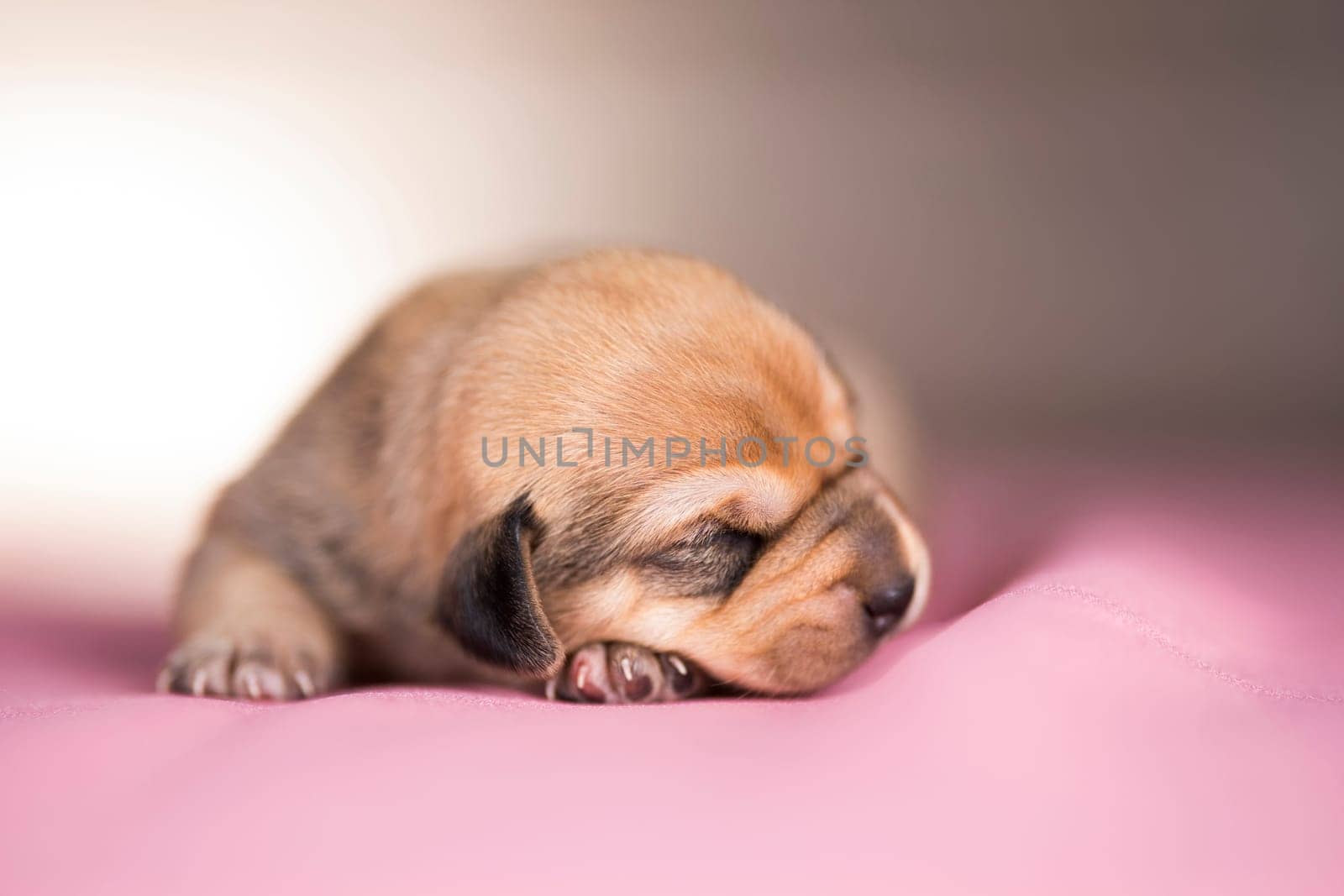 Cute puppy dog sleeping, animals concept