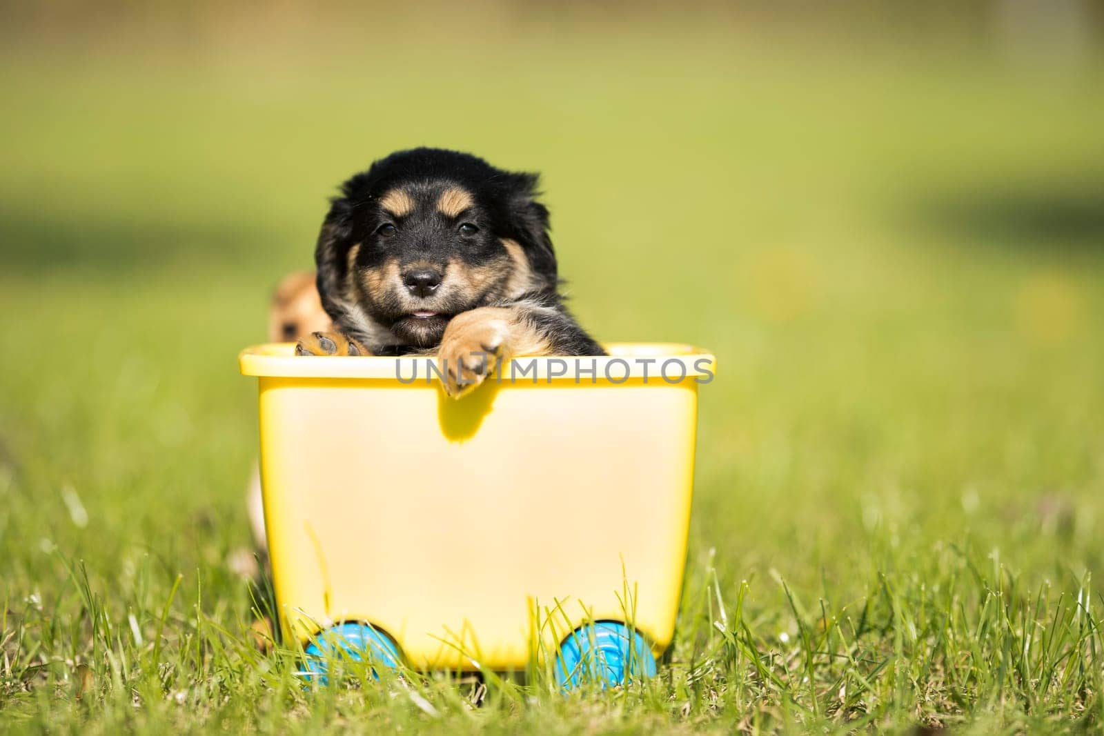 Little dog in a toy wagon on the grass