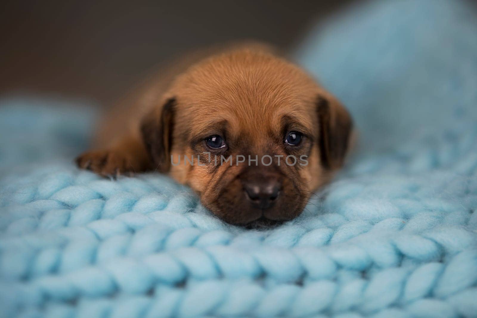 Little puppy breed is sleeping