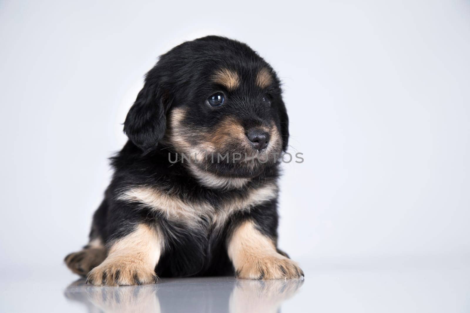Little dog on a white background