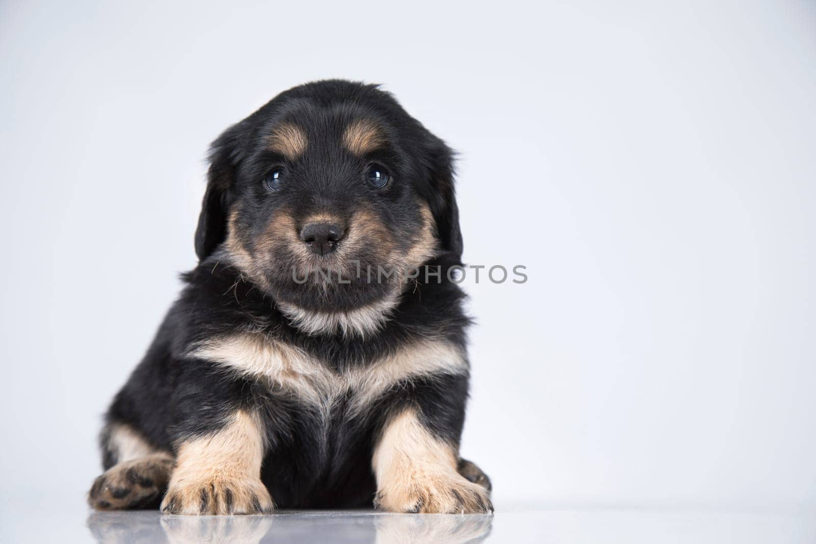 Little dog on a white background