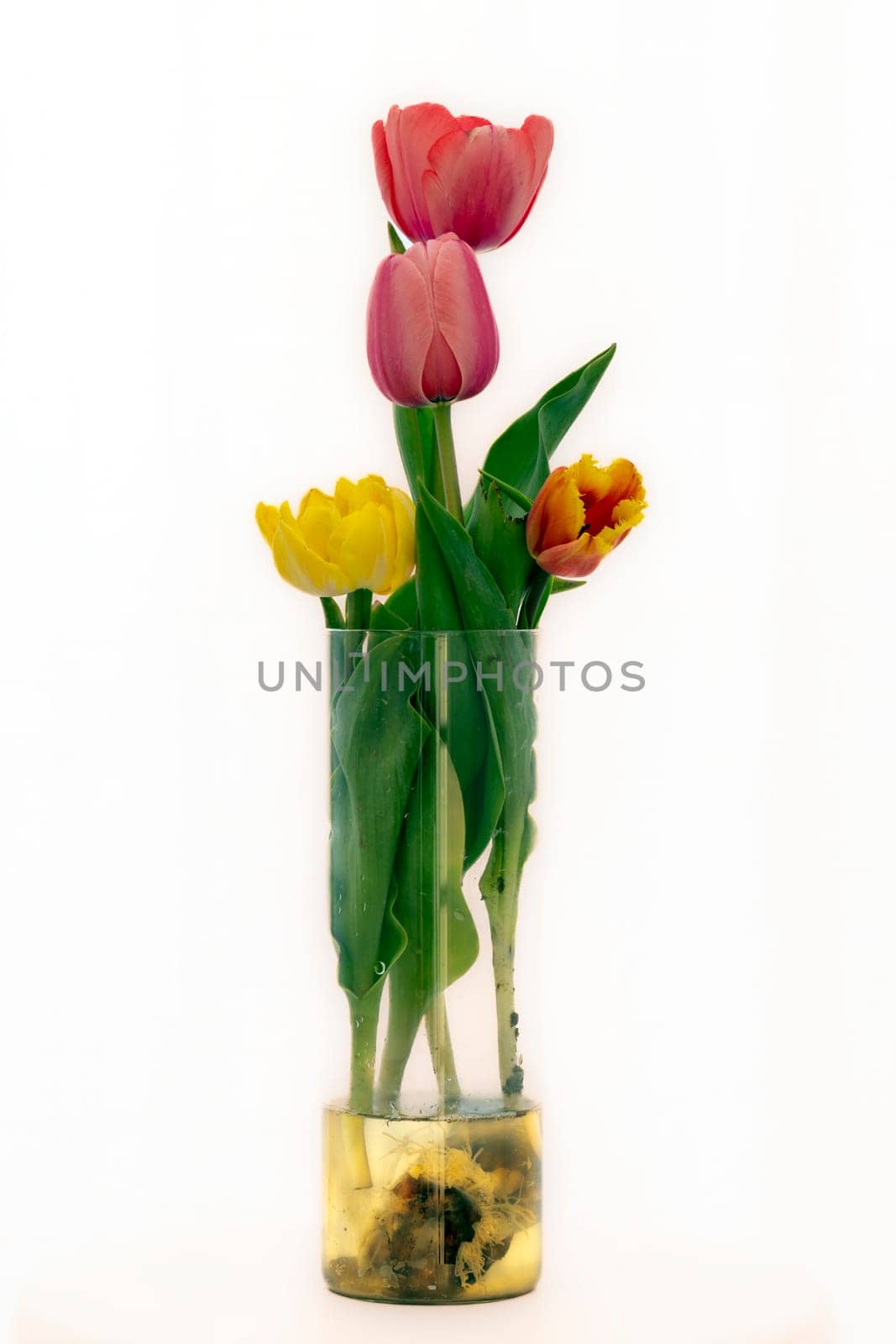 Freshly cut red orange tulips in a clear glass vase filled with water with the bulb isolated on white with highlights quickly fading to white.