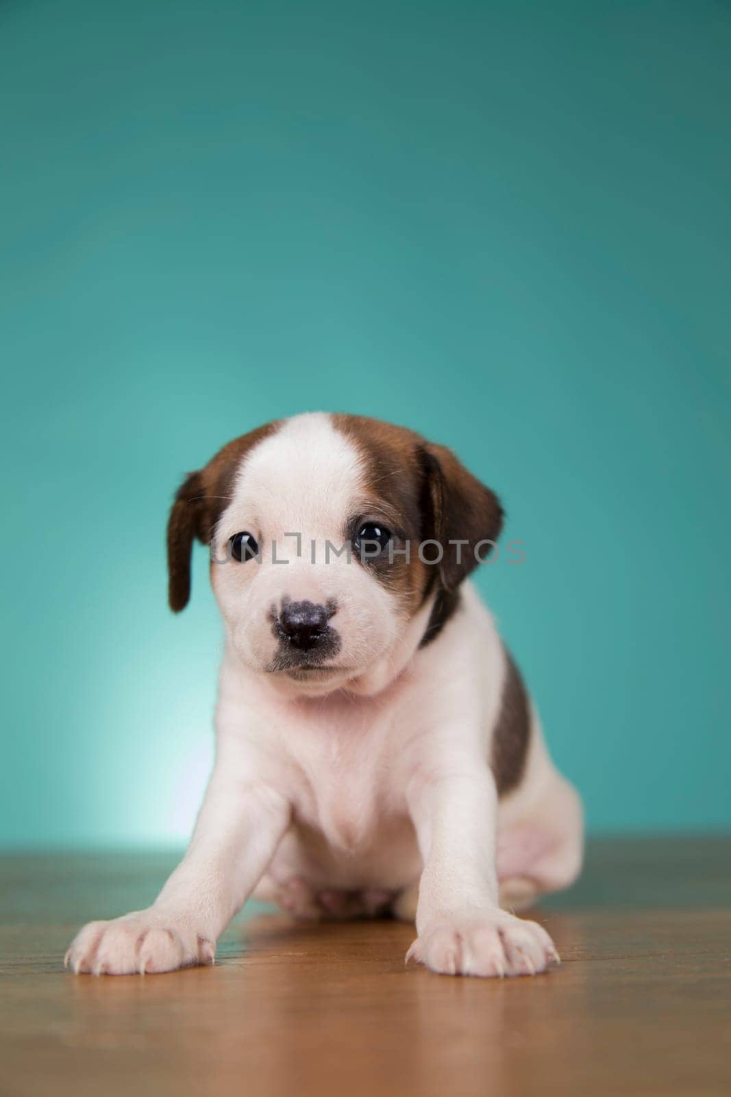 Little puppy dogs, animals concept