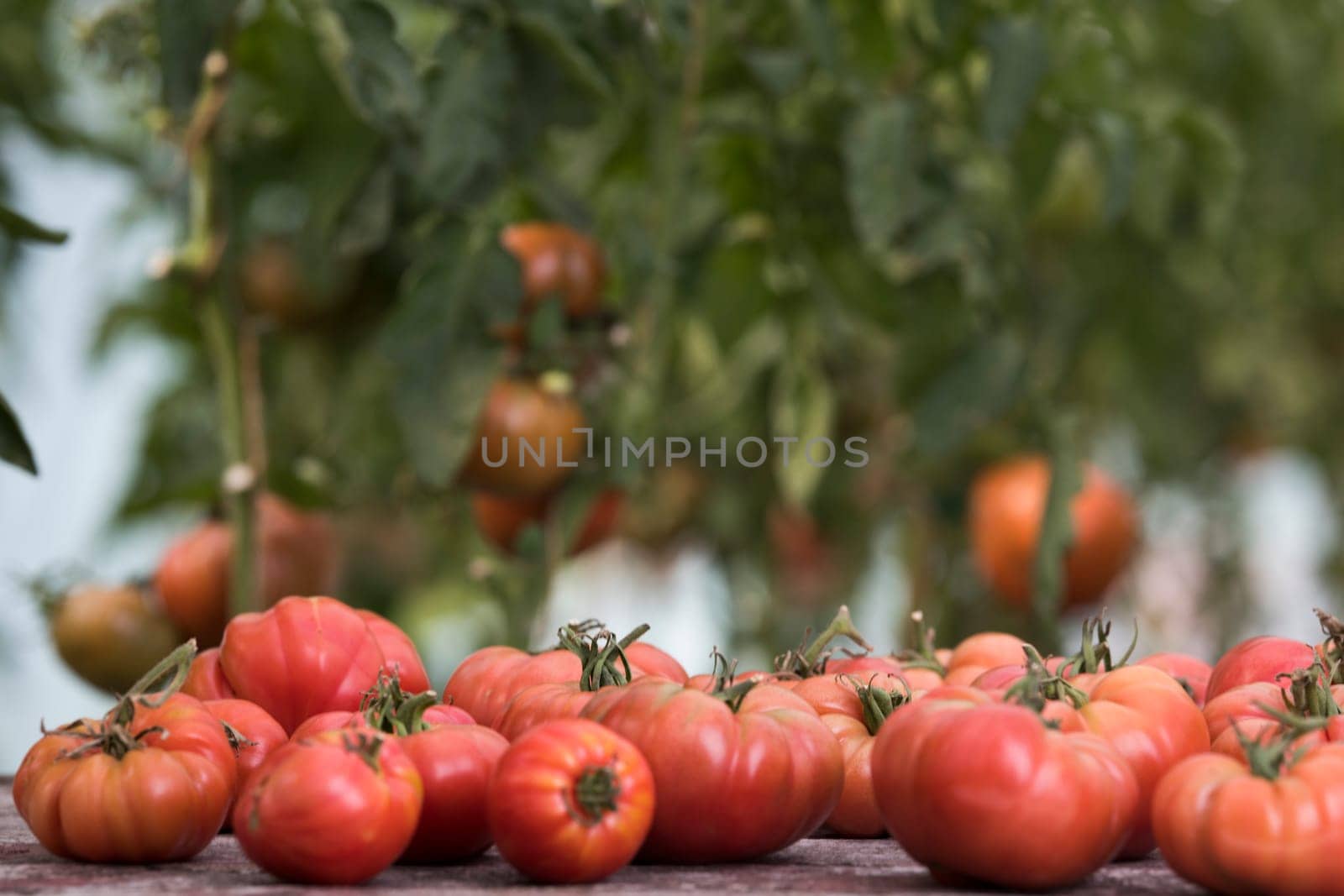 Organic food, Free red vegetables of tomato
