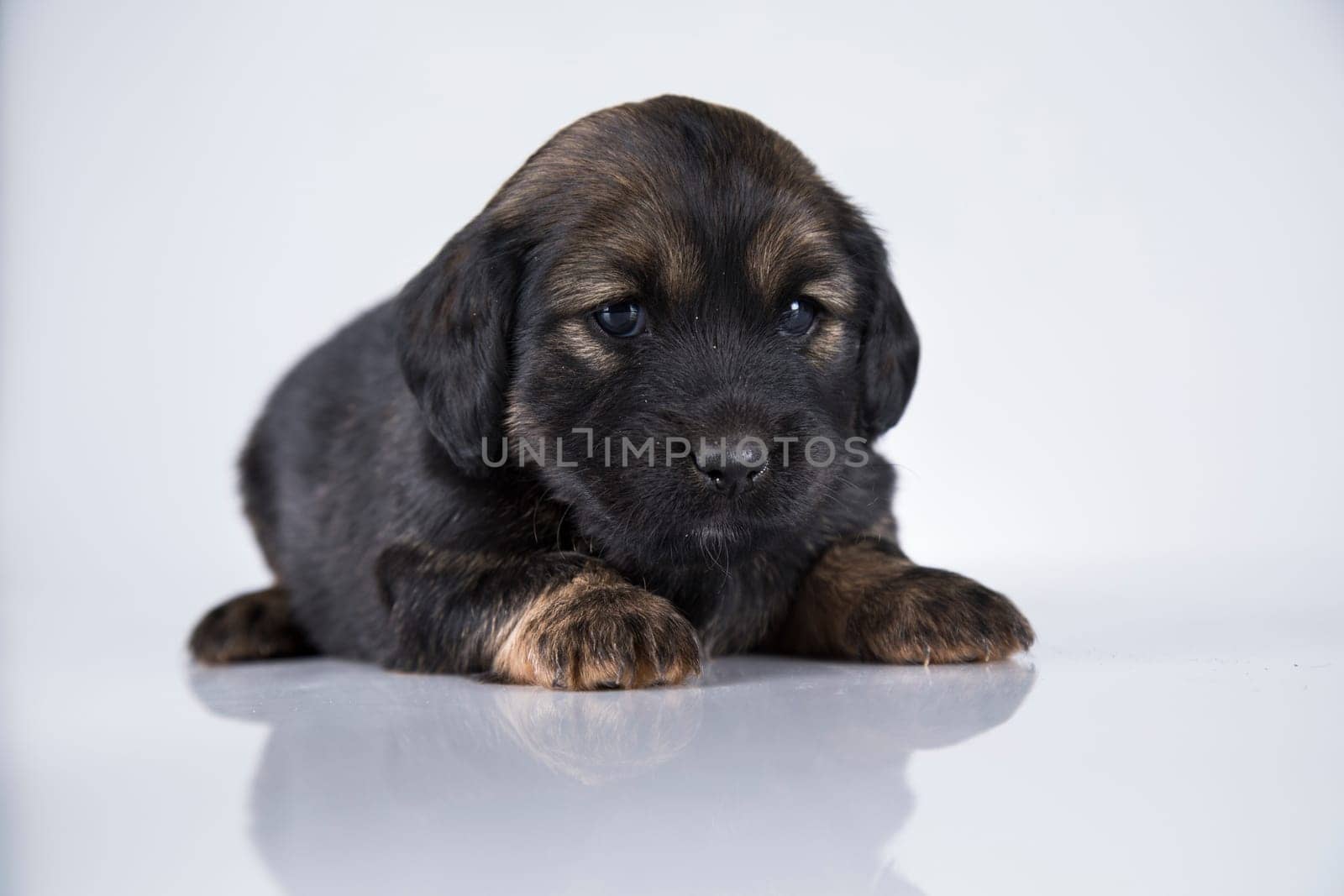 Pet, dog puppy animals concept