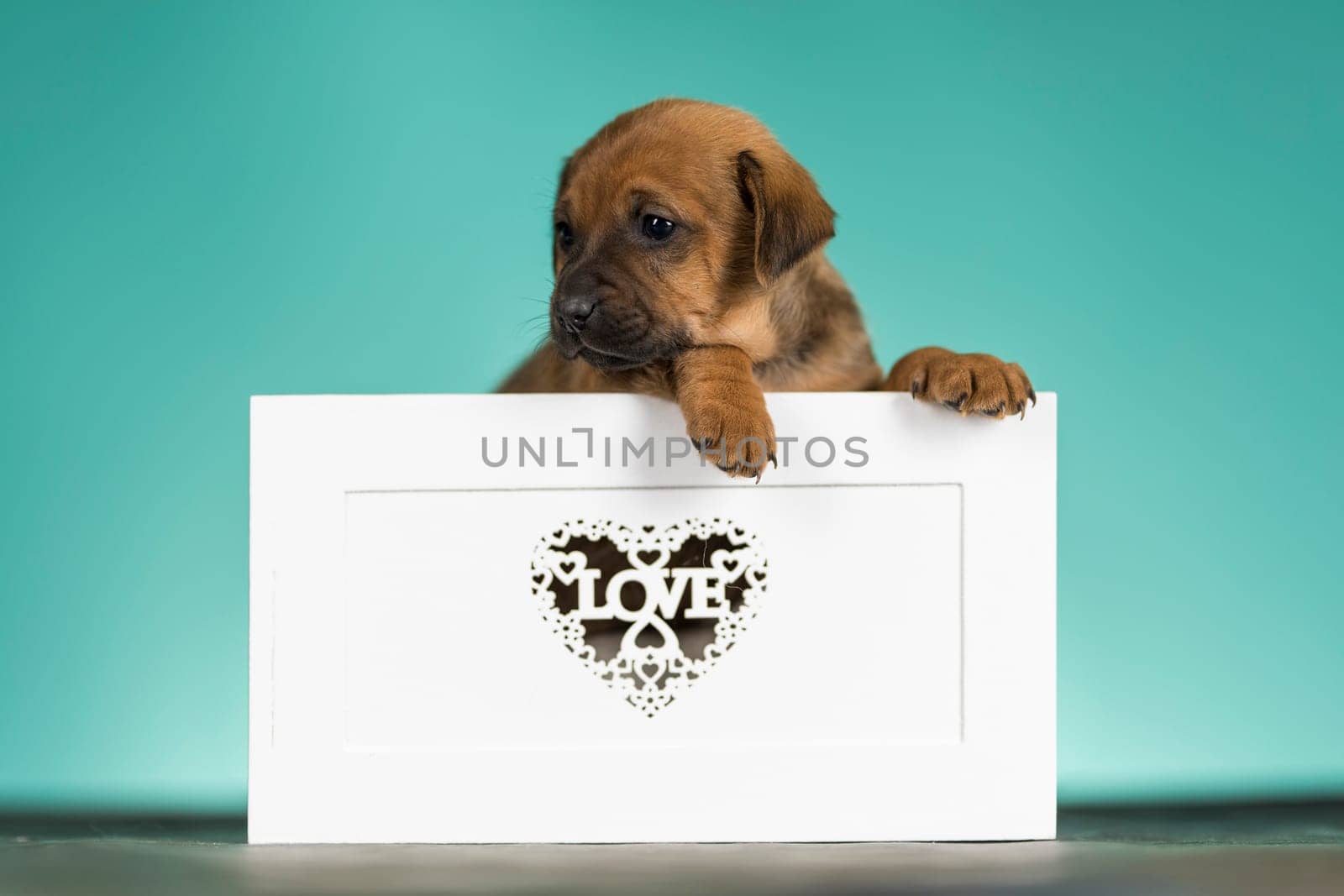 Love little dogs in are wooden deck