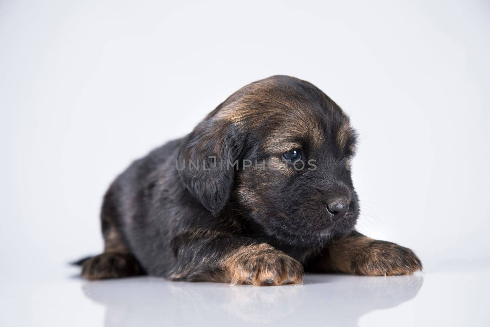 Little dog on a white background